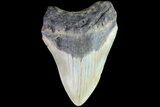 Bargain, Megalodon Tooth - North Carolina #83923-1